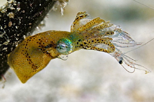 part 2:
 
"Cute little - Very Hungry - Pygmy Squid"
 
... by Henry Jager 